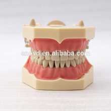 32 pcs Dentes Removíveis SF Tipo Modelo de Estudo Dental para a Educação Escolar 13009